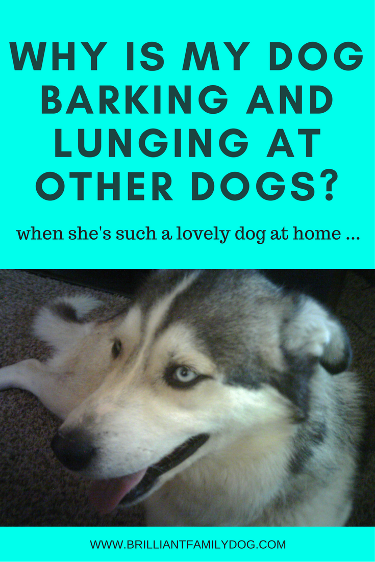 How to stop dog barking best sale at other dogs when walking